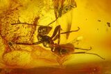 Large, Detailed Fossil Ant (Formicidae) In Baltic Amber #207546-3